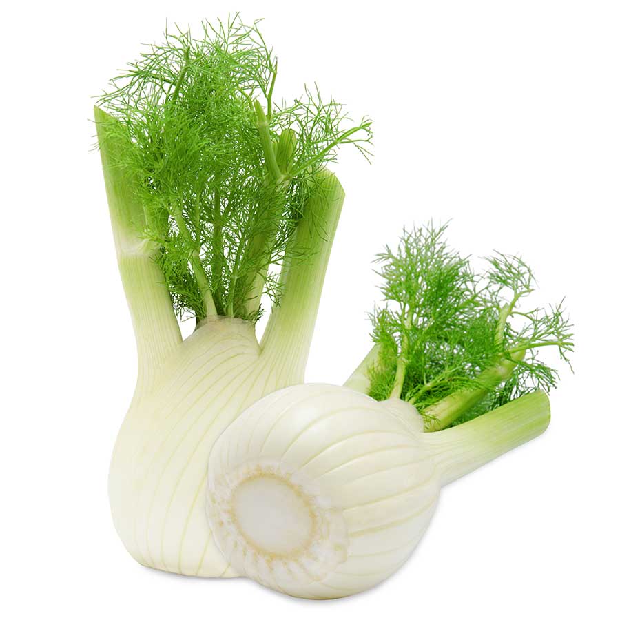 Fenchel (Knollenfenchel)